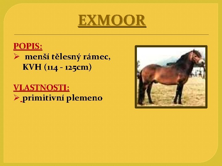 EXMOOR POPIS: Ø menší tělesný rámec, KVH (114 - 125 cm) VLASTNOSTI: Ø primitivní