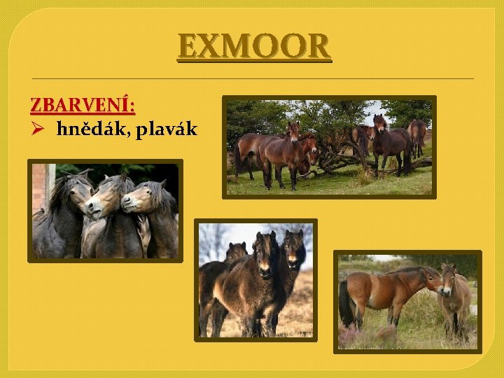EXMOOR ZBARVENÍ: Ø hnědák, plavák 