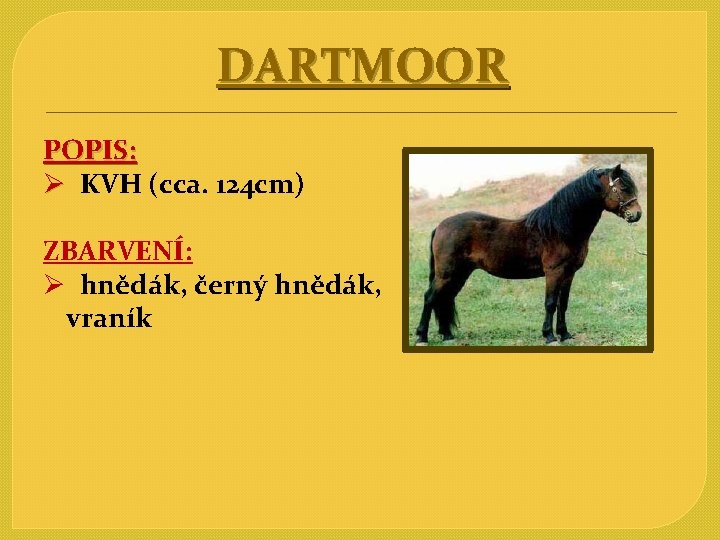 DARTMOOR POPIS: Ø KVH (cca. 124 cm) ZBARVENÍ: Ø hnědák, černý hnědák, vraník 