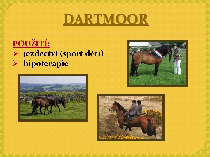 DARTMOOR POUŽITÍ: Ø jezdectví (sport dětí) Ø hipoterapie 