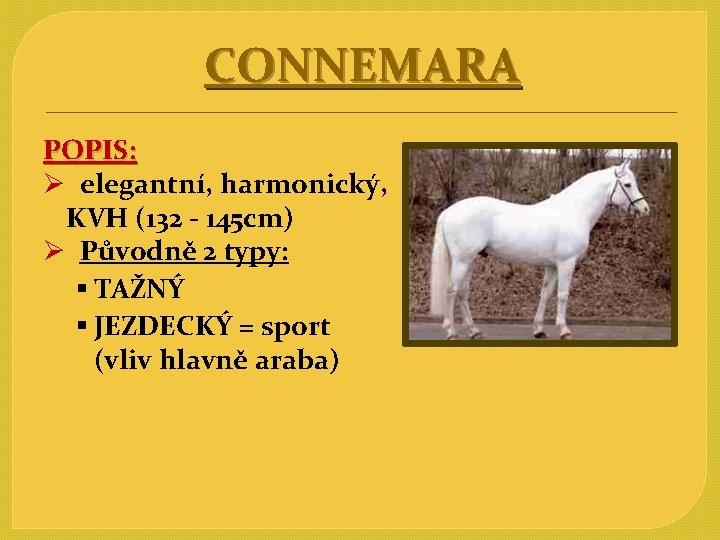 CONNEMARA POPIS: Ø elegantní, harmonický, KVH (132 - 145 cm) Ø Původně 2 typy: