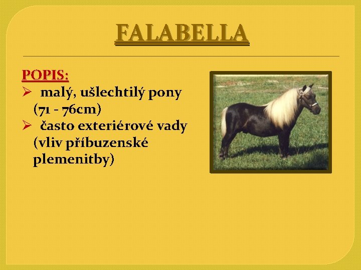 FALABELLA POPIS: Ø malý, ušlechtilý pony (71 - 76 cm) Ø často exteriérové vady