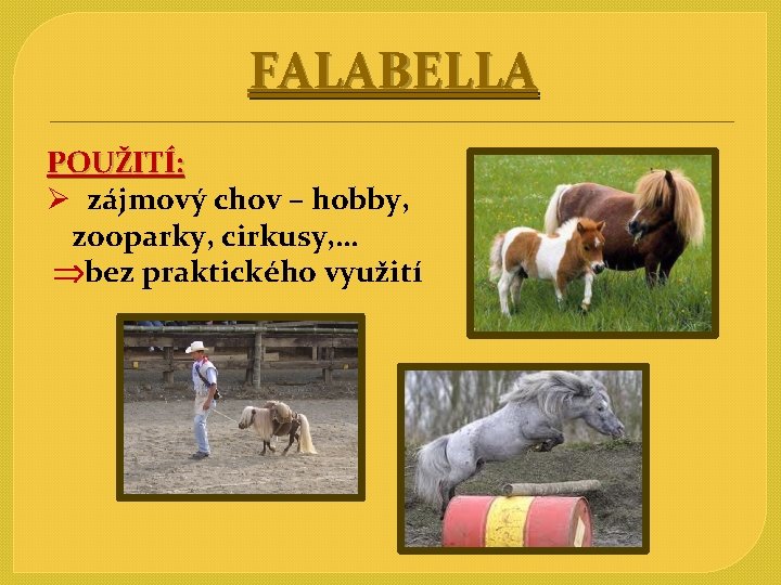 FALABELLA POUŽITÍ: Ø zájmový chov – hobby, zooparky, cirkusy, … bez praktického využití 