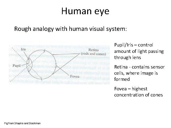 Human eye Rough analogy with human visual system: Pupil/Iris – control amount of light Human eye Rough analogy with human visual system: Pupil/Iris – control amount of light