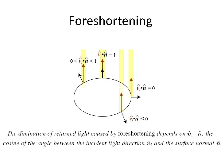 Foreshortening Foreshortening