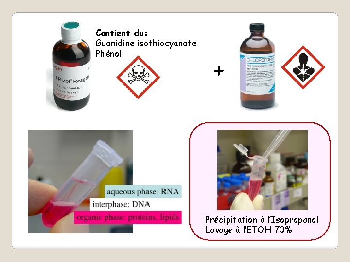 Contient du: Guanidine isothiocyanate Phénol + Précipitation à l’Isopropanol Lavage à l’ETOH 70% 