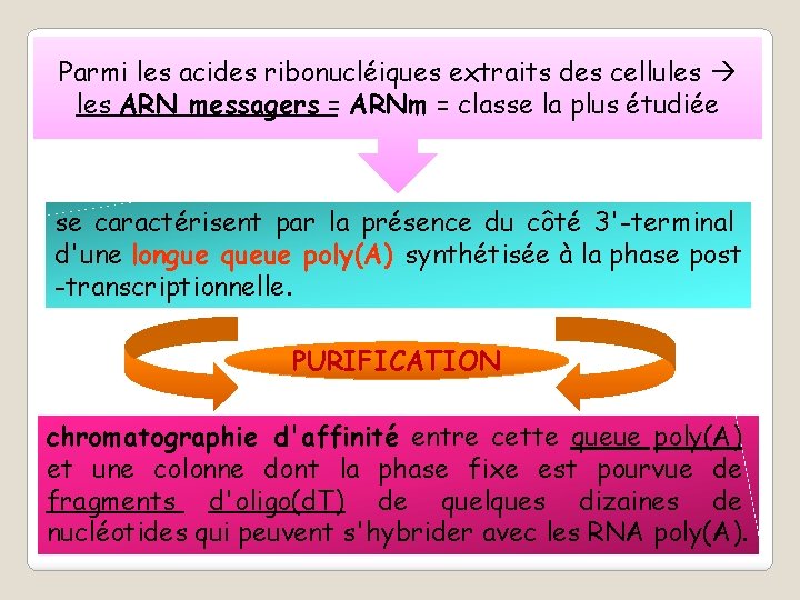 Parmi les acides ribonucléiques extraits des cellules ARN messagers = ARNm = classe la