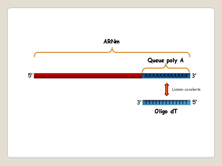 ARNm Queue poly A 5’ AAAAAA 3’ Liaison covalente 3’ TTTTTTT 5’ Oligo d.