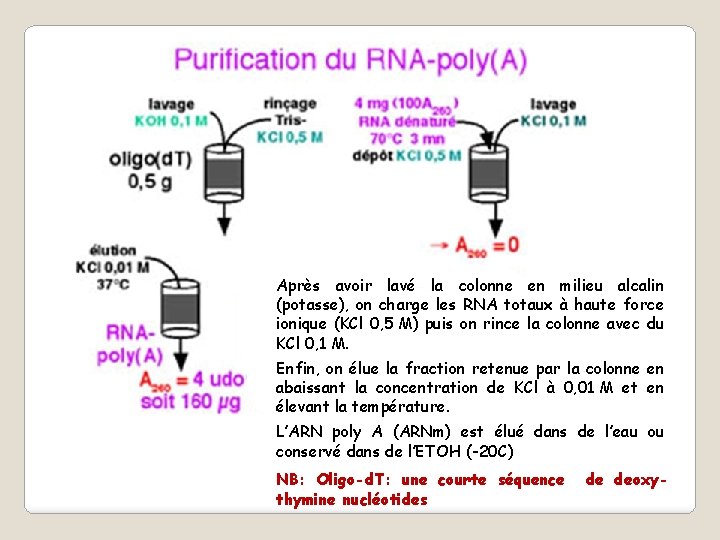 Après avoir lavé la colonne en milieu alcalin (potasse), on charge les RNA totaux