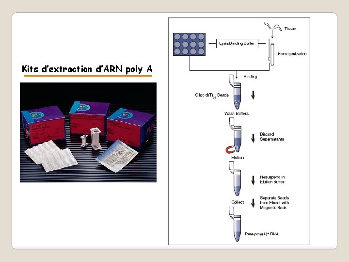 Kits d’extraction d’ARN poly A 