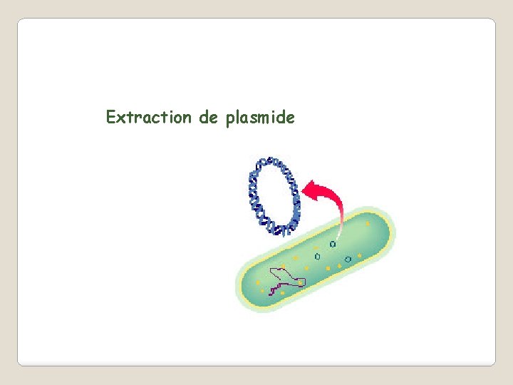 Extraction de plasmide 