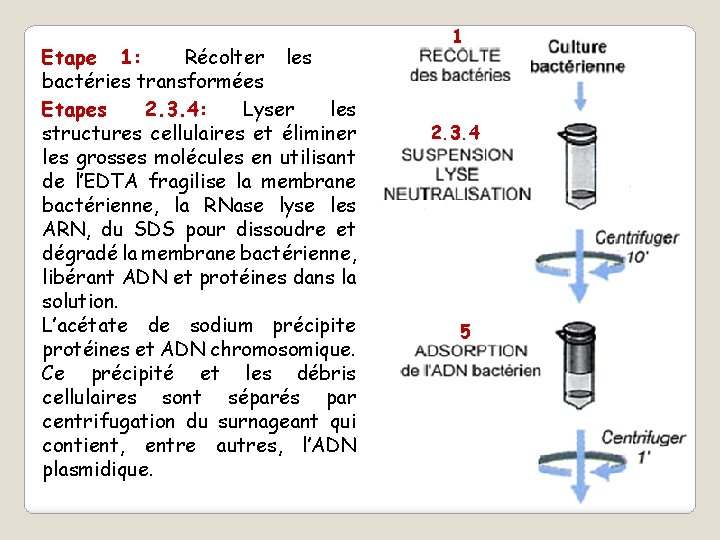 Etape 1: Récolter les bactéries transformées Etapes 2. 3. 4: Lyser les structures cellulaires