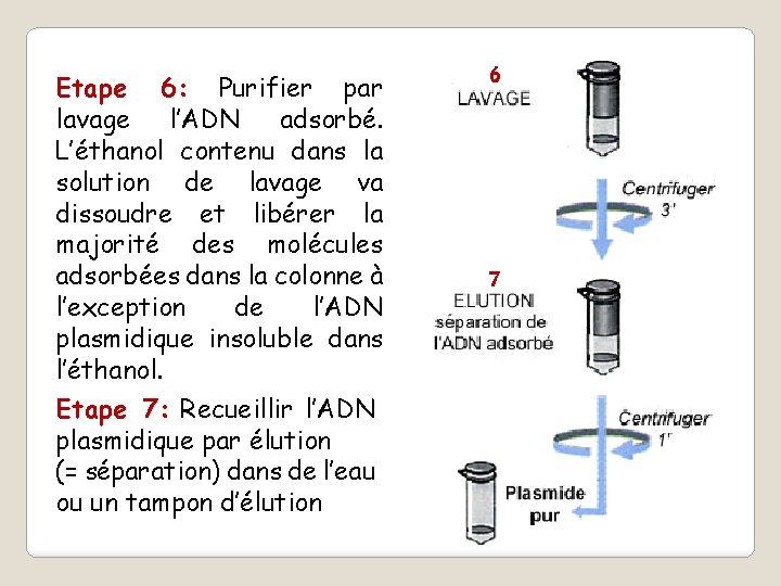 Etape 6: Purifier par lavage l’ADN adsorbé. L’éthanol contenu dans la solution de lavage