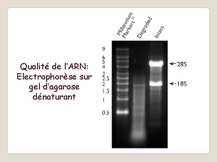 Qualité de l’ARN: Electrophorèse sur gel d’agarose dénaturant 