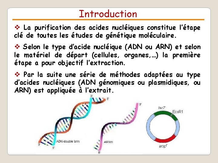 Introduction v La purification des acides nucléiques constitue l’étape clé de toutes les études