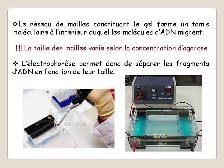 v. Le réseau de mailles constituant le gel forme un tamis moléculaire à l’intérieur