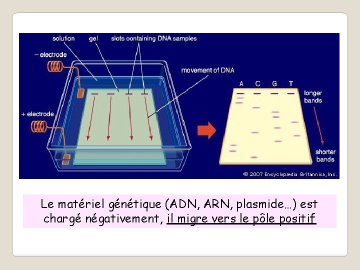 Le matériel génétique (ADN, ARN, plasmide…) est chargé négativement, il migre vers le pôle
