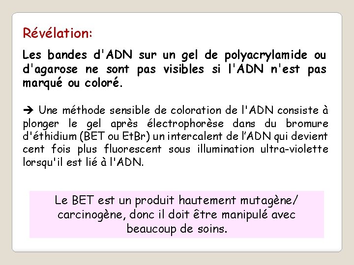 Révélation: Les bandes d'ADN sur un gel de polyacrylamide ou d'agarose ne sont pas