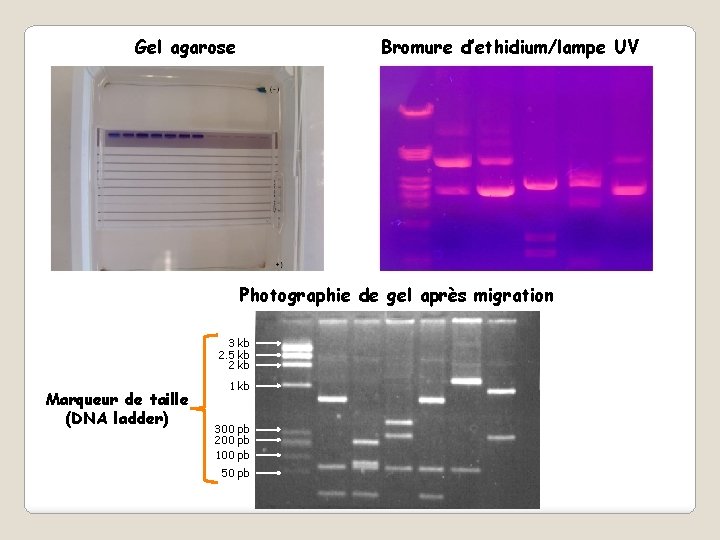 Gel agarose Bromure d’ethidium/lampe UV Photographie de gel après migration 3 kb 2. 5