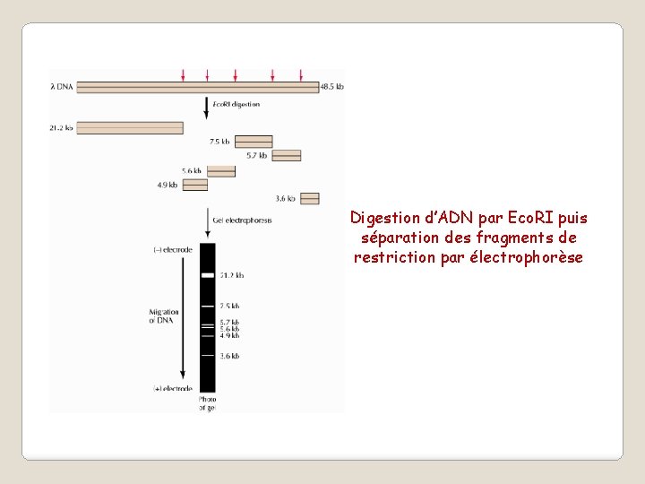 Digestion d’ADN par Eco. RI puis séparation des fragments de restriction par électrophorèse 