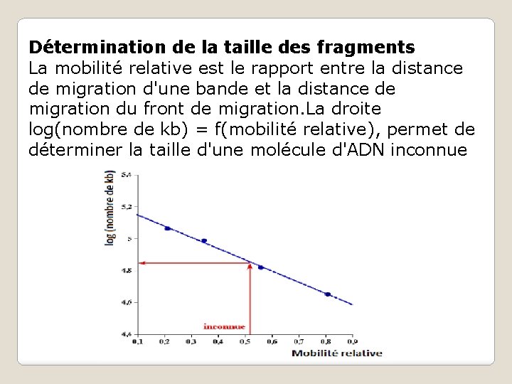 Détermination de la taille des fragments La mobilité relative est le rapport entre la