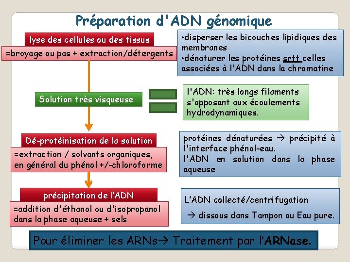 Préparation d'ADN génomique • disperser les bicouches lipidiques des membranes =broyage ou pas +