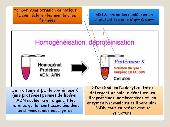 tampon sans pression osmotique, faisant éclater les membranes fermées Un traitement par la protéinase