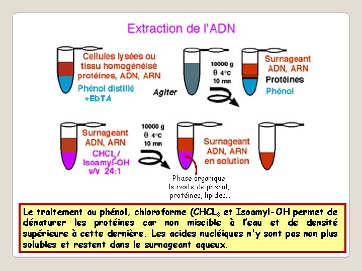 +EDTA Phase organique: le reste de phénol, protéines, lipides… Le traitement au phénol, chloroforme