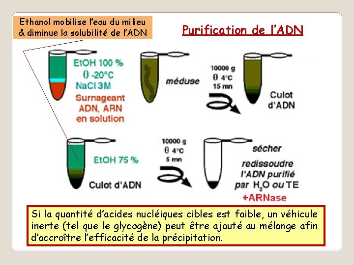 Ethanol mobilise l’eau du milieu & diminue la solubilité de l’ADN Purification de l’ADN