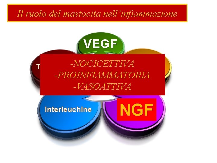 Il ruolo del mastocita nell’infiammazione VEGF -NOCICETTIVA TNF -PROINFIAMMATORIA -VASOATTIVA Triptasi Interleuchine NGF 