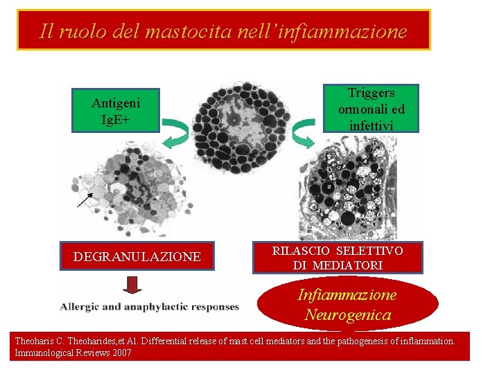 Il ruolo del mastocita nell’infiammazione Antigeni Ig. E+ DEGRANULAZIONE Triggers ormonali ed infettivi RILASCIO