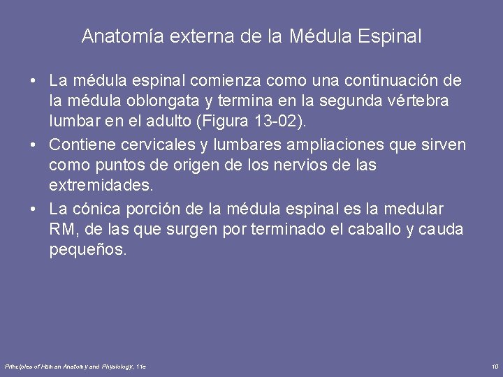 Anatomía externa de la Médula Espinal • La médula espinal comienza como una continuación