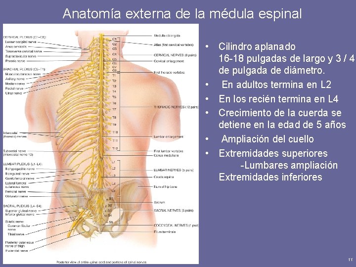 Anatomía externa de la médula espinal • Cilindro aplanado 16 -18 pulgadas de largo