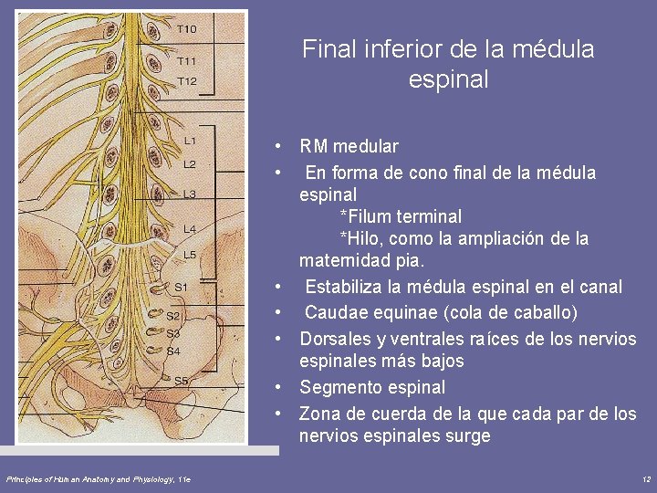 Final inferior de la médula espinal • RM medular • En forma de cono