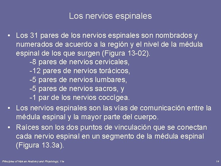 Los nervios espinales • Los 31 pares de los nervios espinales son nombrados y