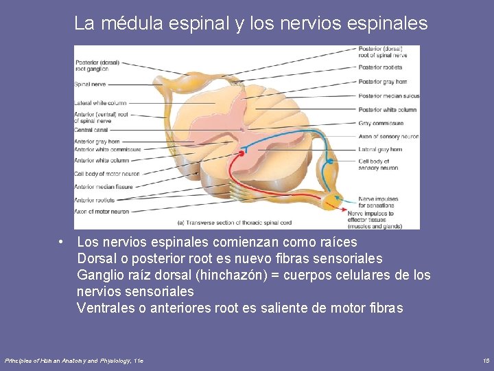 La médula espinal y los nervios espinales • Los nervios espinales comienzan como raíces