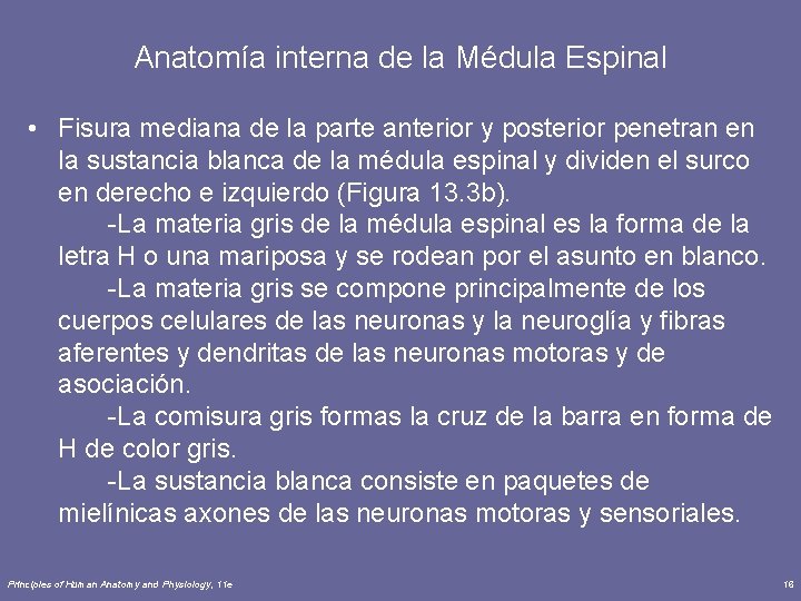 Anatomía interna de la Médula Espinal • Fisura mediana de la parte anterior y