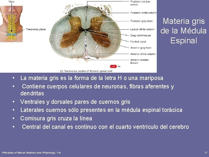 Materia gris de la Médula Espinal • La materia gris es la forma de