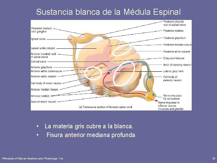 Sustancia blanca de la Médula Espinal • La materia gris cubre a la blanca.