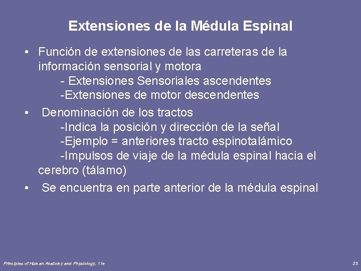 Extensiones de la Médula Espinal • Función de extensiones de las carreteras de la