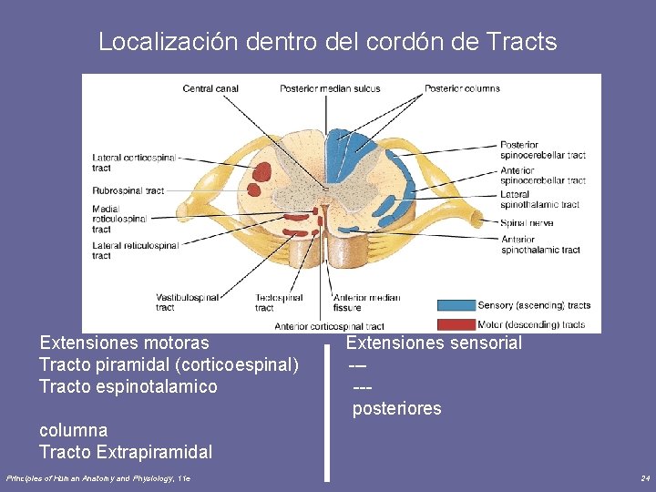 Localización dentro del cordón de Tracts Extensiones motoras Extensiones sensorial Tracto piramidal (corticoespinal) ---