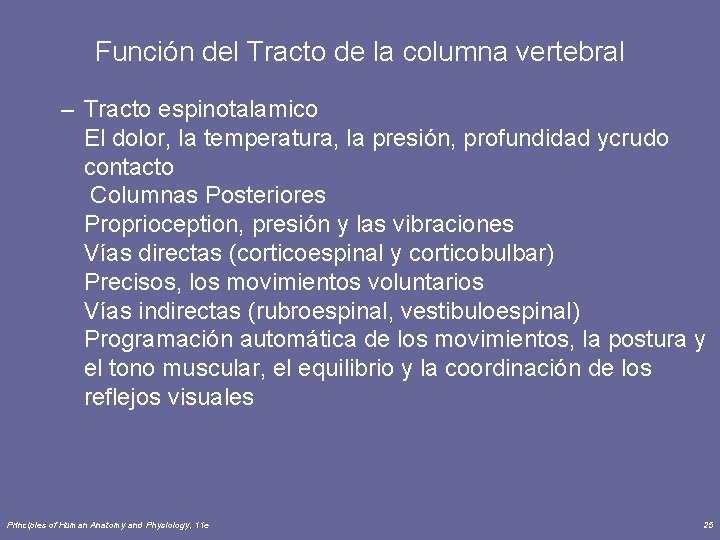 Función del Tracto de la columna vertebral – Tracto espinotalamico El dolor, la temperatura,