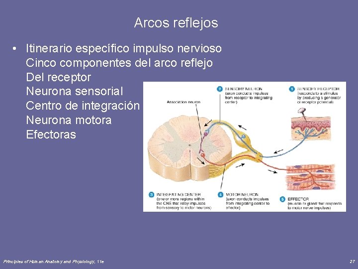 Arcos reflejos • Itinerario específico impulso nervioso Cinco componentes del arco reflejo Del receptor