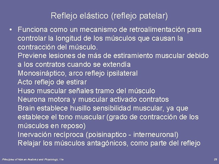 Reflejo elástico (reflejo patelar) • Funciona como un mecanismo de retroalimentación para controlar la