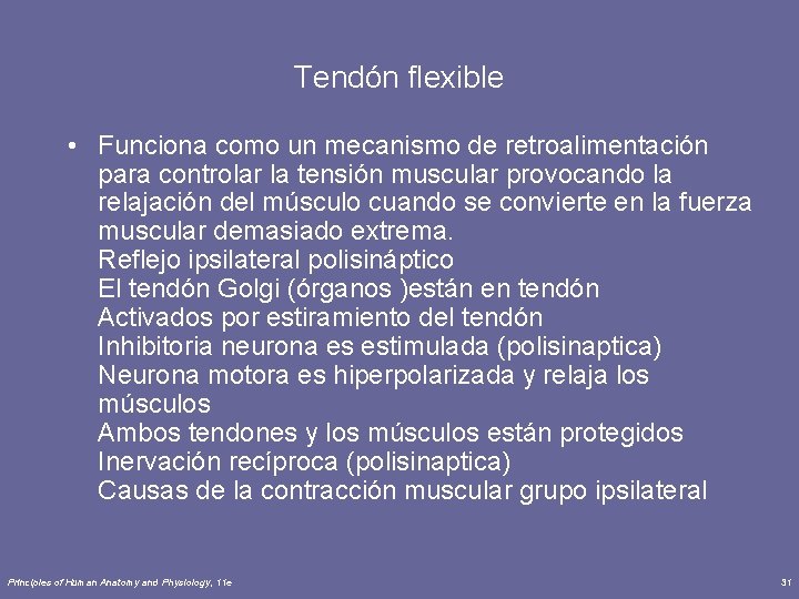 Tendón flexible • Funciona como un mecanismo de retroalimentación para controlar la tensión muscular