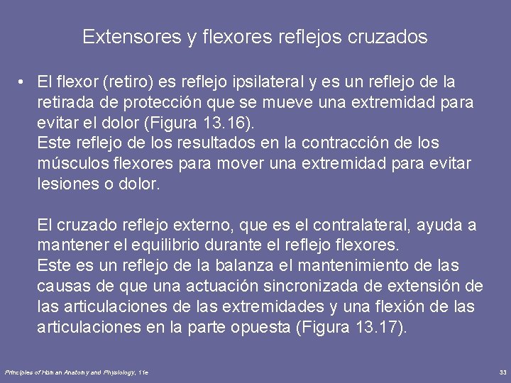 Extensores y flexores reflejos cruzados • El flexor (retiro) es reflejo ipsilateral y es