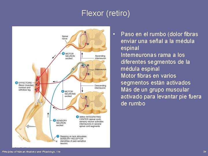 Flexor (retiro) • Paso en el rumbo (dolor fibras enviar una señal a la