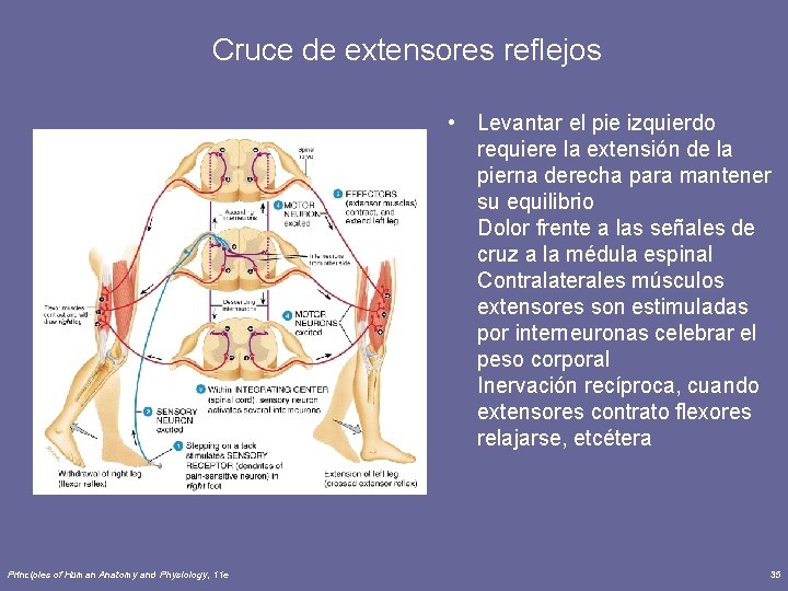 Cruce de extensores reflejos • Levantar el pie izquierdo requiere la extensión de la