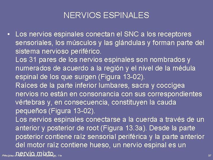 NERVIOS ESPINALES • Los nervios espinales conectan el SNC a los receptores sensoriales, los