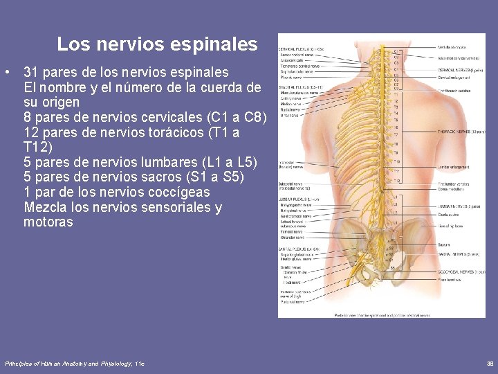 Los nervios espinales • 31 pares de los nervios espinales El nombre y el